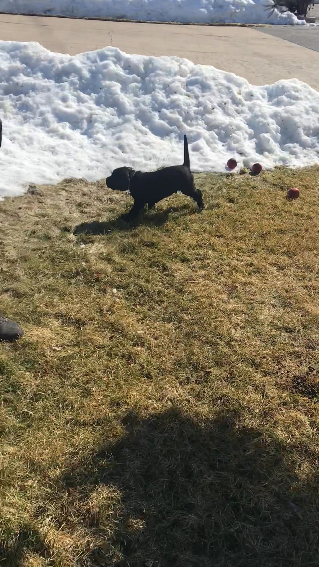 Lab/Drahtharr ( Labadrshth) puppies