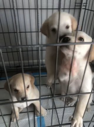 Labrador Puppies