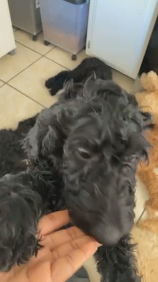 F2b Standard Goldendoodle