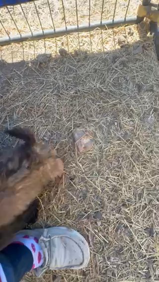 AKC SHIH TZU BABIES in San Antonio, Texas