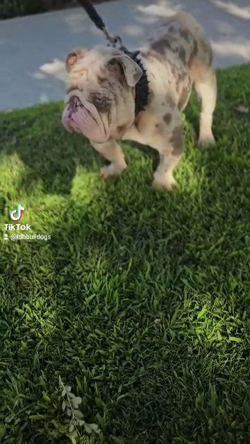english bulldog stud
