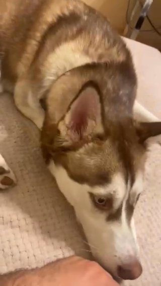 Siberian Husky