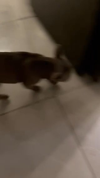 Frenchie