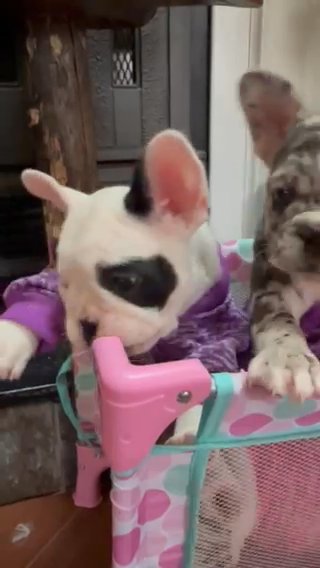 Frenchies