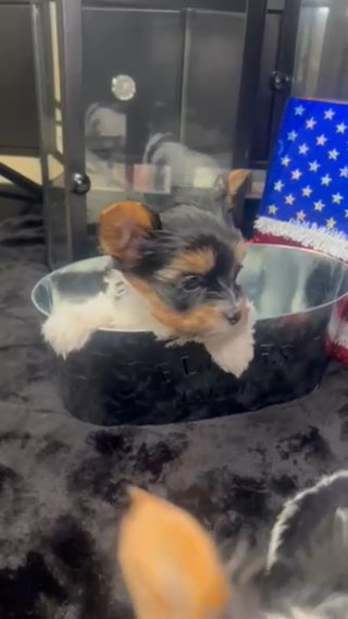 Parti yorkie