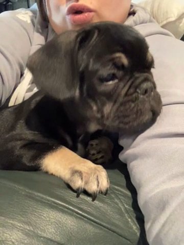 Black And Tan Boy