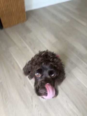 Cocker spaniel