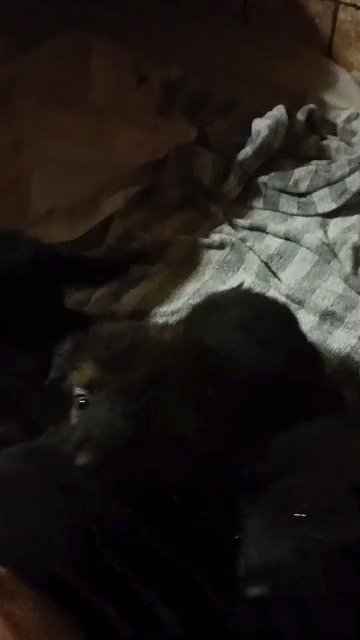 German Sheppard Puppies