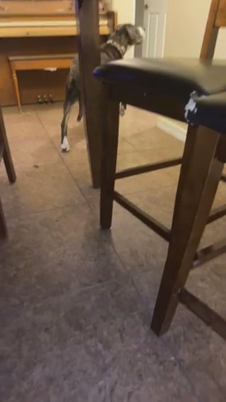 My dog just walking around.