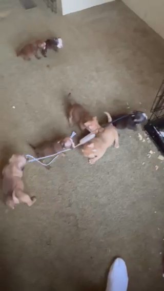 Abkc American Bully Pups