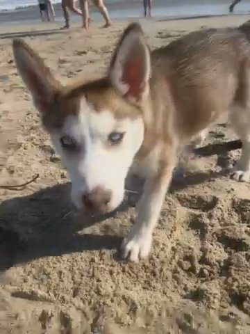 Husky BAILEY