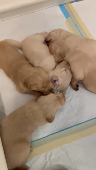 Golden retrievers For Sale in Miramar, Florida