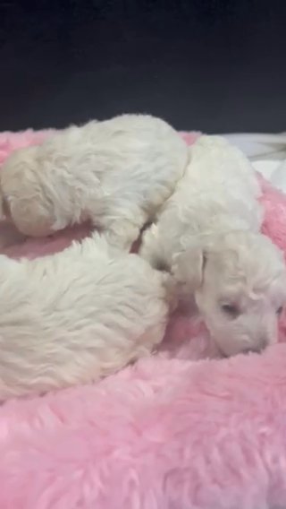 Their Eyes Are Open