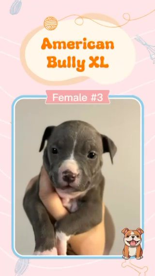 ABKC XL American Bully