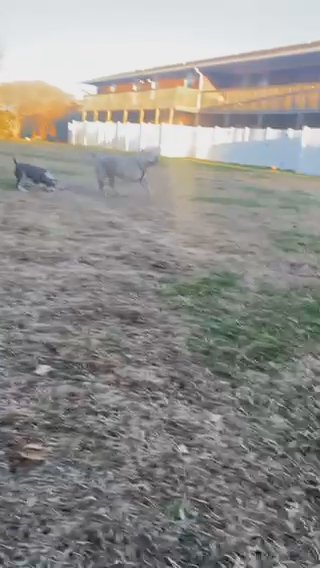 American Bully Puppies