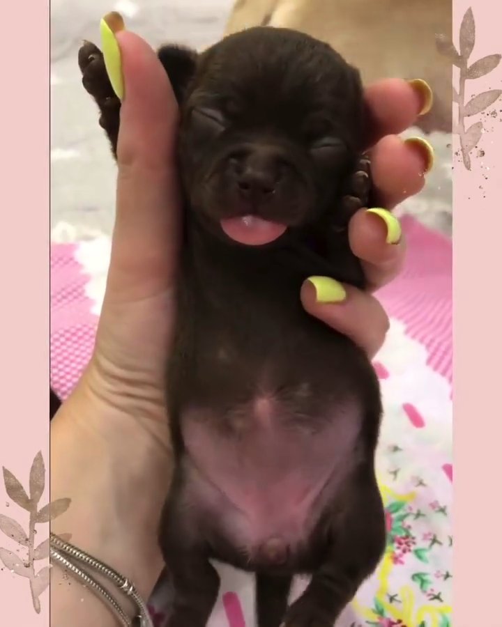 Cute Puppy