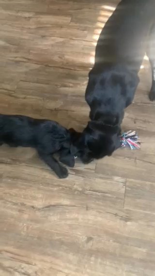 Labrador pups