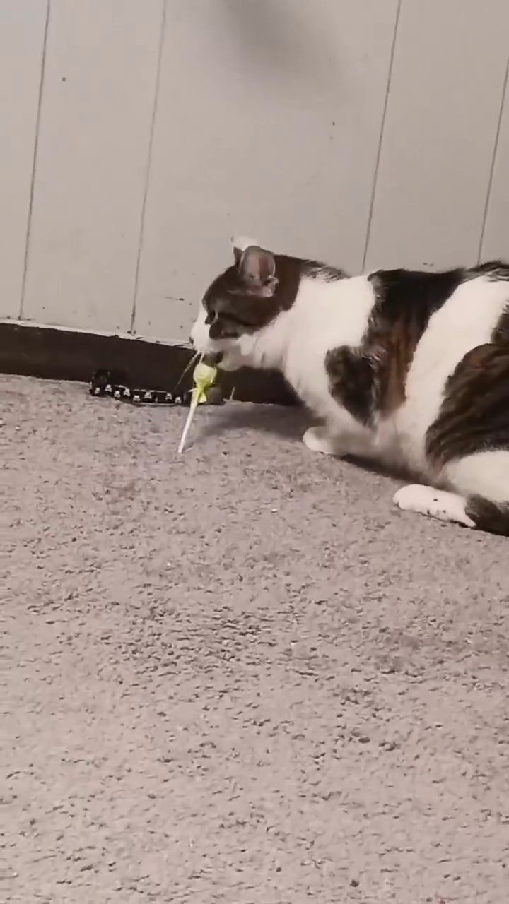 cute kitty to sell