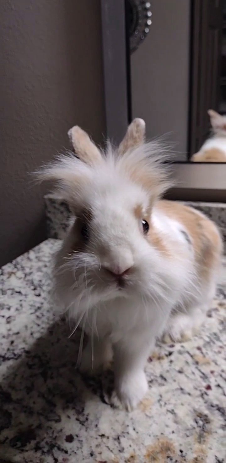 Lionhead × Netherlands dwarf family