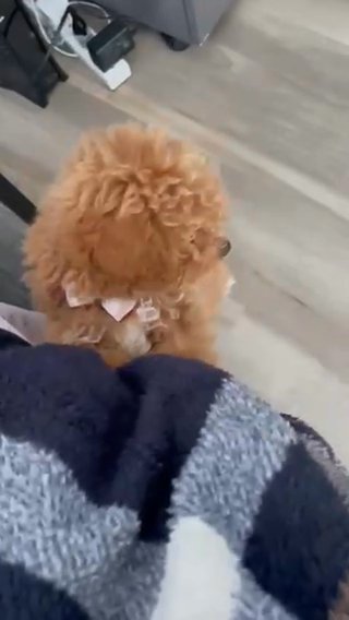 Bichpoo Girl