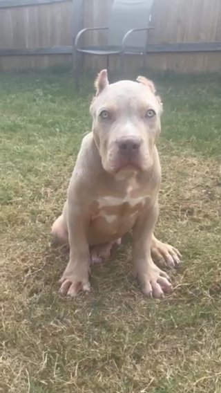 Merle Xl Bully 4 Months Old in Houston, Texas