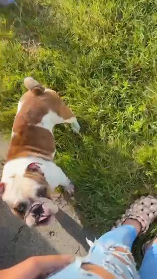 Adult English Bulldog