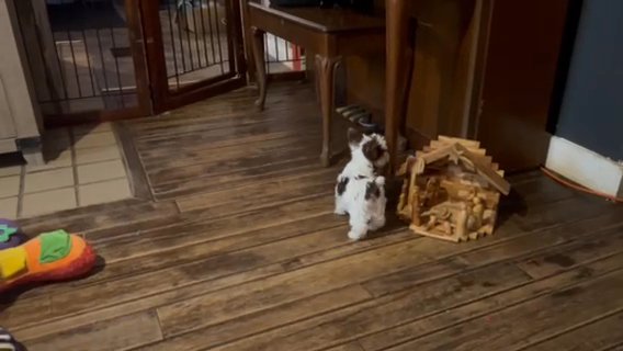 SOLD—AKC Chocolate Parti Yorkie