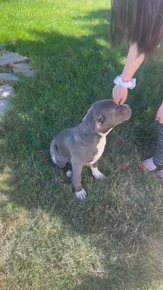 Blue Male