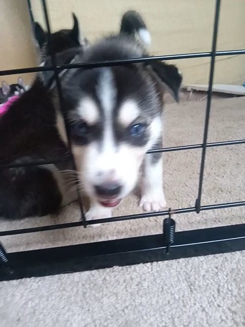 husky for sale