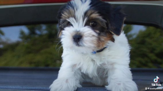 Biewer Terriers