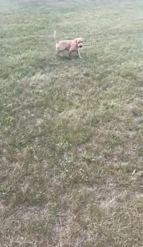 Last Puppy!