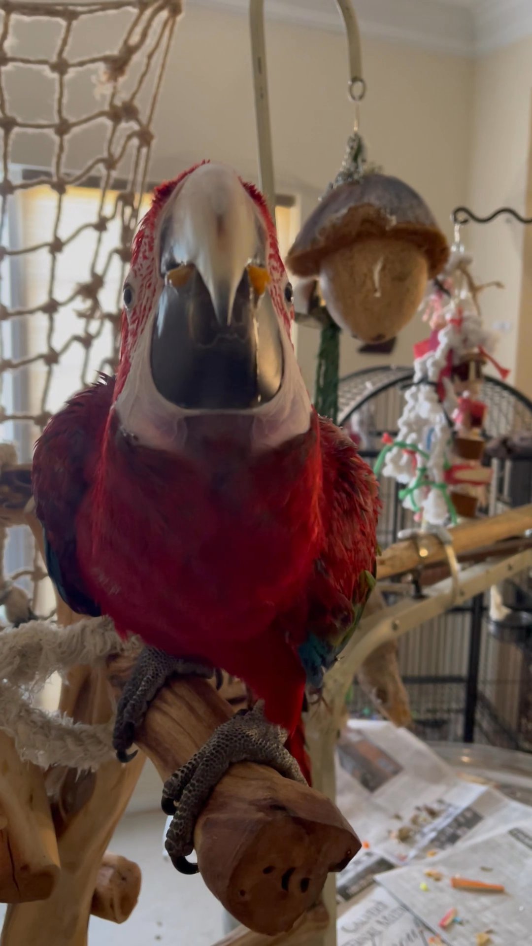 Greenwing Macaw for sale