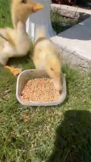 2 Pekin Ducks W/ 1 Bag Of Food