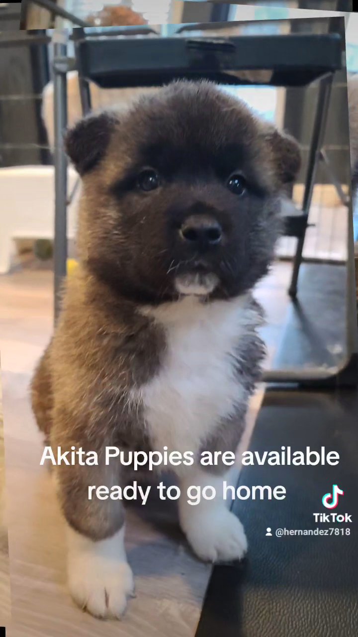 Akita puppies