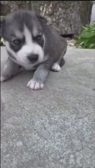 American Bulldog puppies looking for forever homes in South Jersey