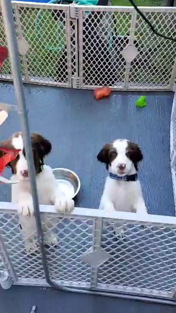 English Springer Spaniels
