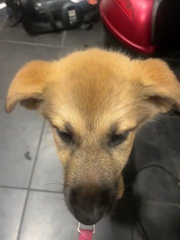 German Shepard 2months