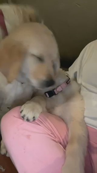 Golden Retrievers