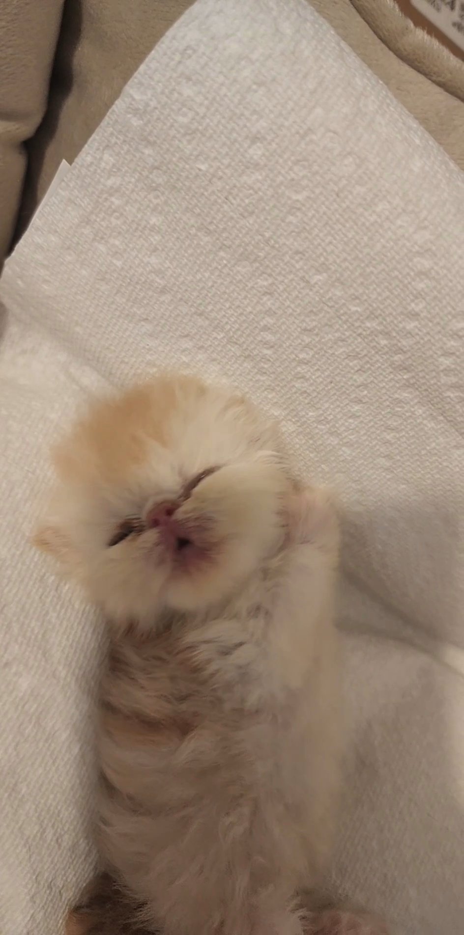 persian kittens