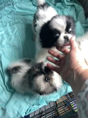 Pekingese