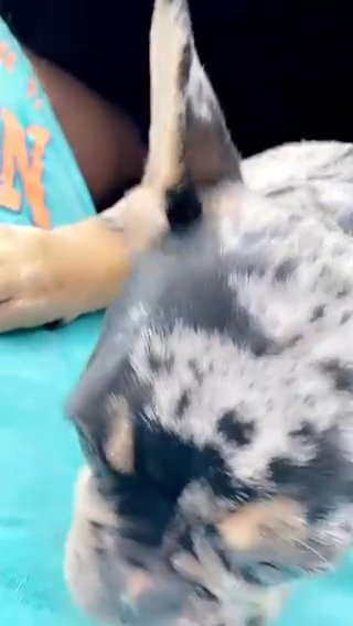 “Lotto” Is Her Name She A Merle Frenchie Tri