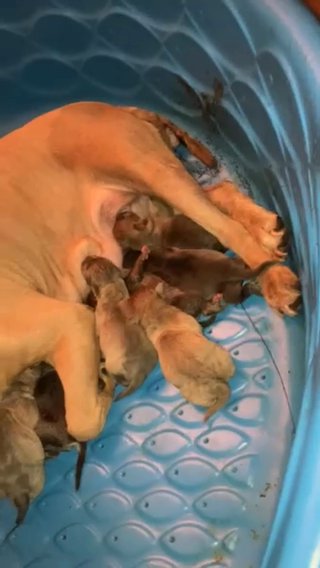 ABKC/UBR Registered Bully Pups