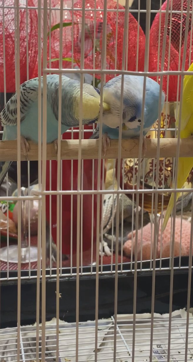 Bird lover wanted