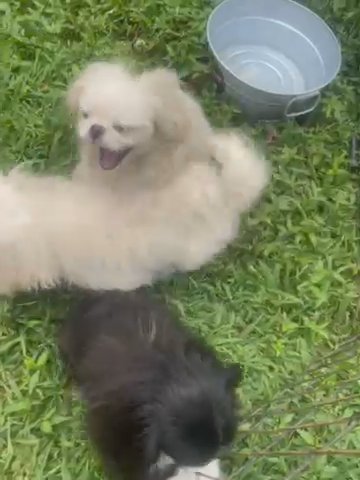 Pekingese