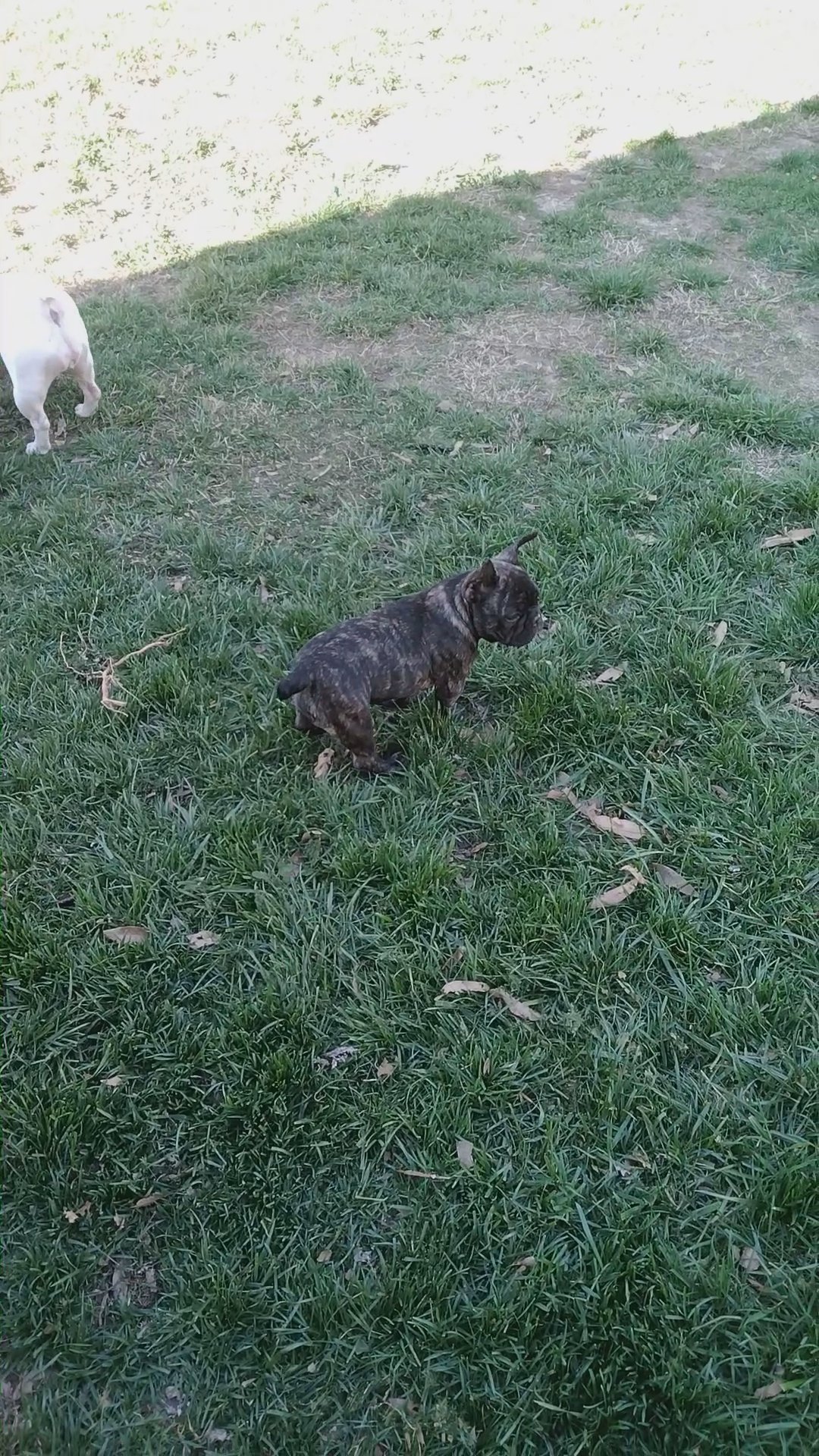 Three Frenchies available