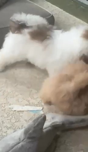 Playtime