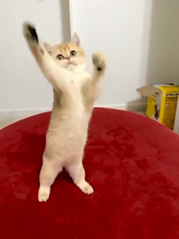 Golden British Shorthair