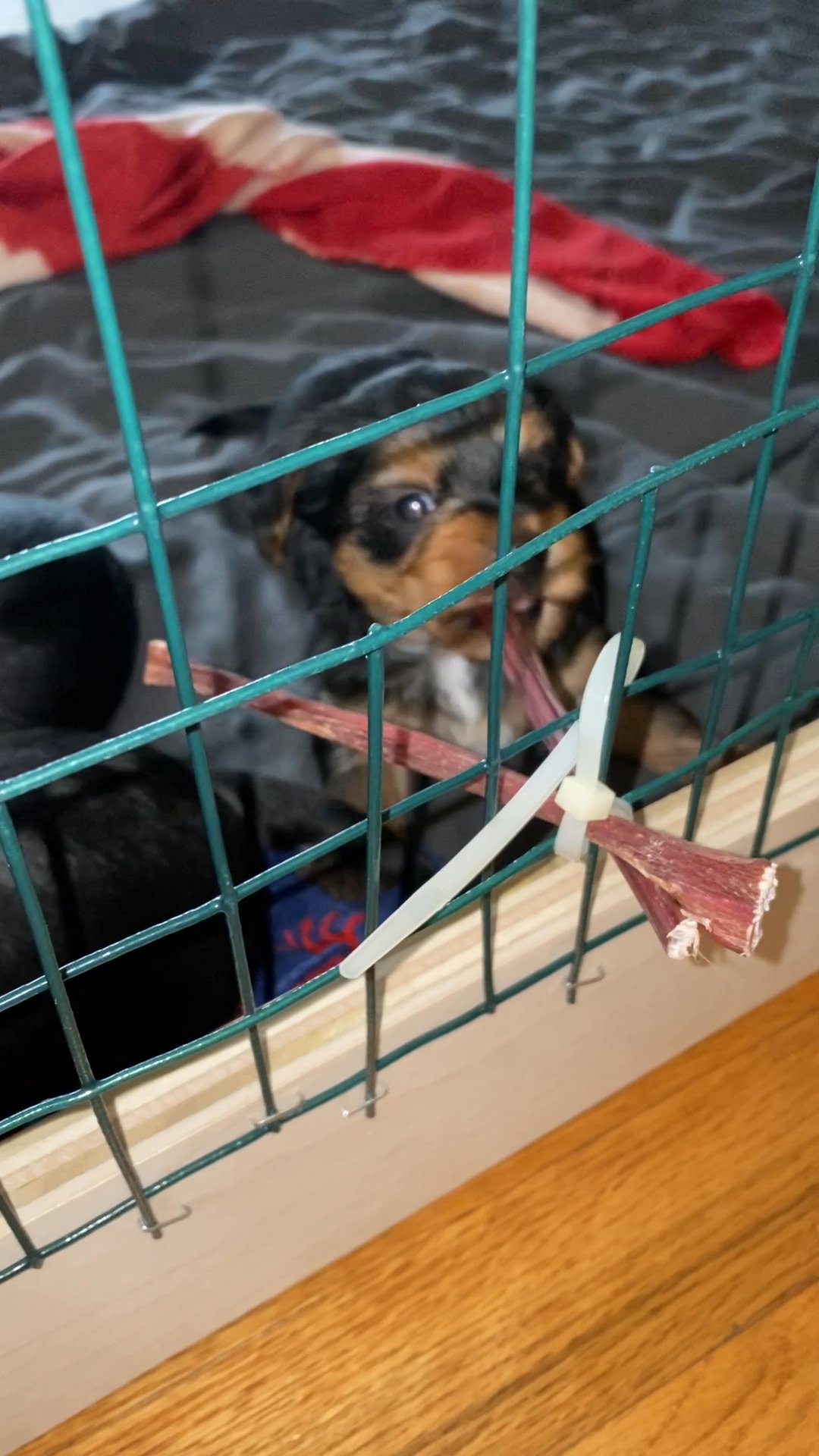 Registered male Yorkie puppies for sale
