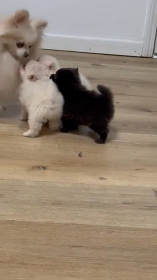 Pomeranian Puppies