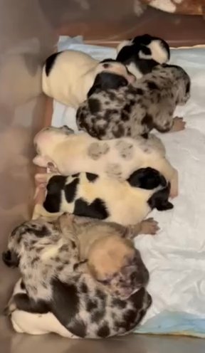 2week old Frenchies Available In 4weeks
